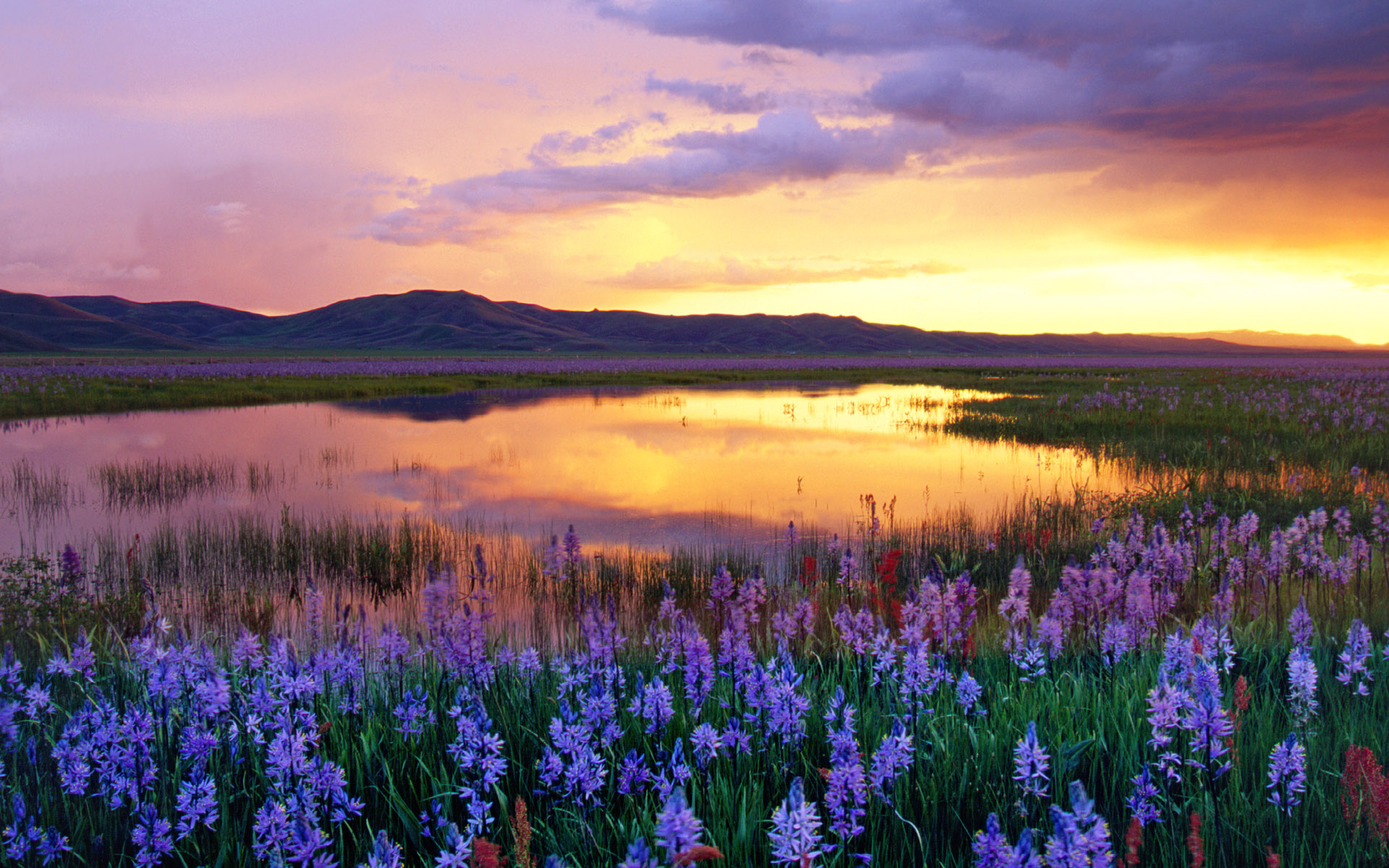 Camas Prairie at Sunset, Idaho, USA