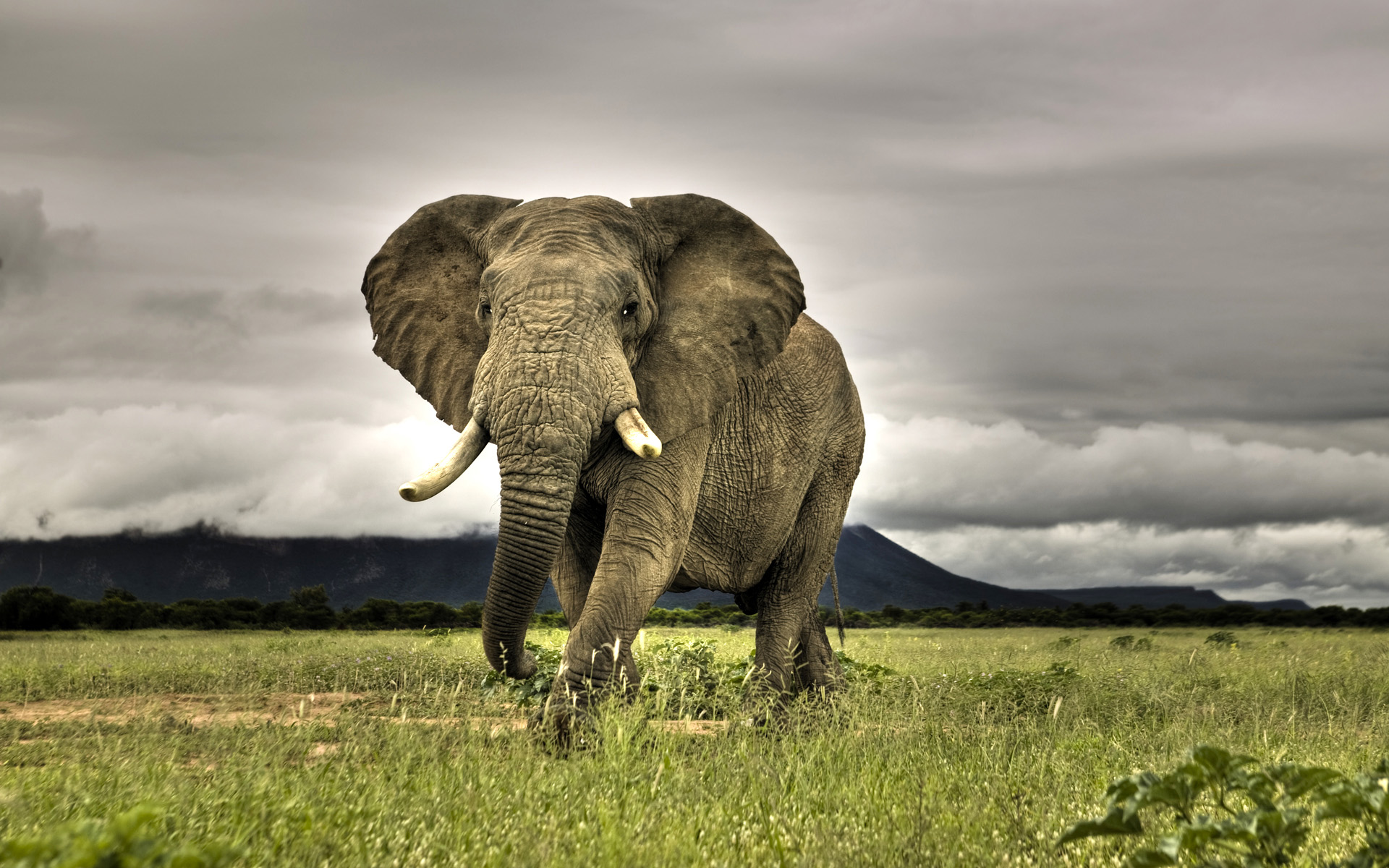 African Elephant Walking on Savanna, Marakele National Park, South Africa