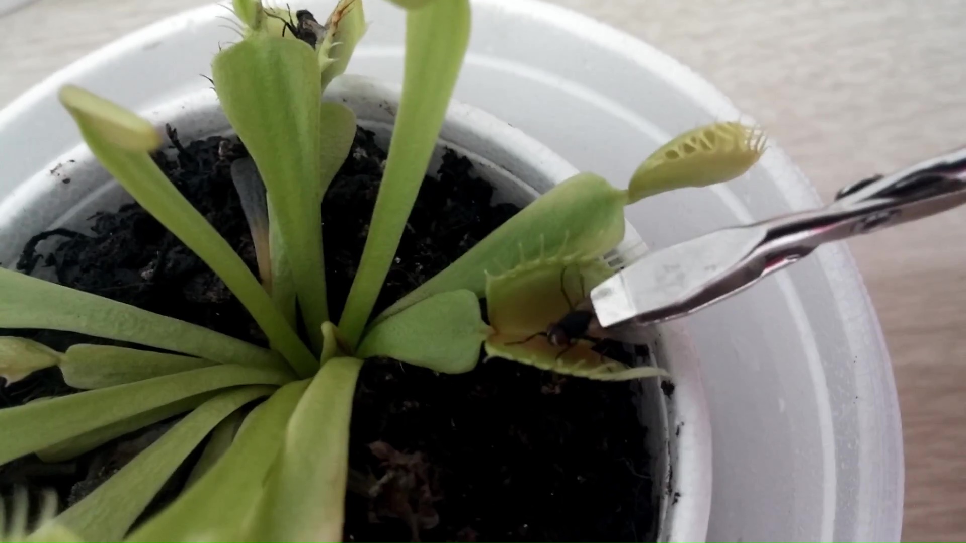 Venus flytrap eating a fly