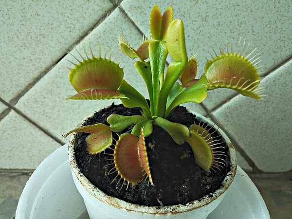 My best carnivorous plants photos (previous collection)